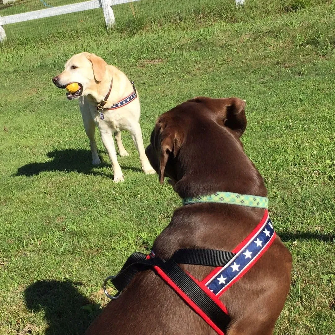ComfortFlex Patriotic Dog Harness  Fully Padded, Adjustable, Lightweight No-Choke, No-Pull, Non-Chafing Design for Active Dogs, Enhanced Control, Made in The USA - Large, The Patriot