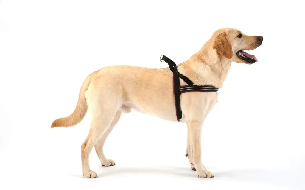ComfortFlex Sport Dog Harness - Made in The USA - Fully Padded, Reflective, Adjustable, Lightweight No-Choke, No-Pull, Non-Chafing Design for Active Dogs, Enhanced Control, Medium, Bordeaux