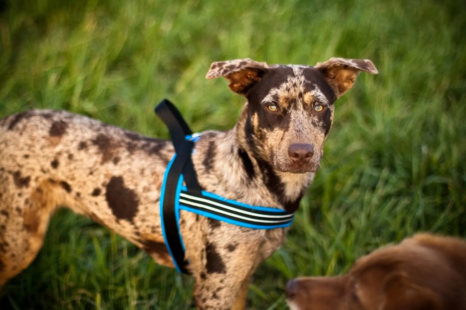 ComfortFlex Sport Dog Harness - Made in The USA - Fully Padded, Reflective, Adjustable, Lightweight No-Choke, No-Pull, Non-Chafing Design for Active Dogs, Enhanced Control, Medium, Bordeaux