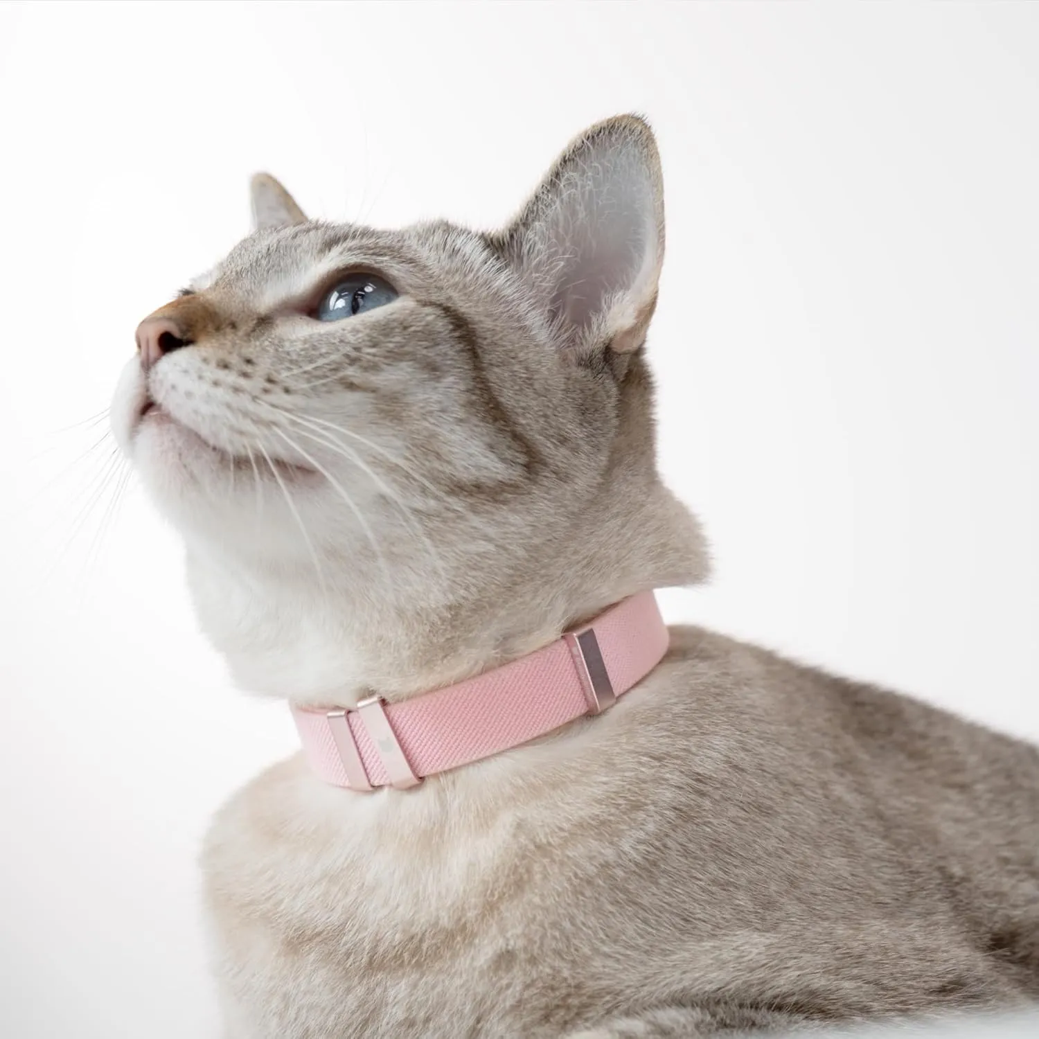 Safety Cat Collar - U.S. IDA Gold Awarding Design, Elastic Quick Release, Non Breakaway - Lightweight for Kitten, Neck Fit 7.8'-15.7' for All Small Large Cat,M(Midnight Black)