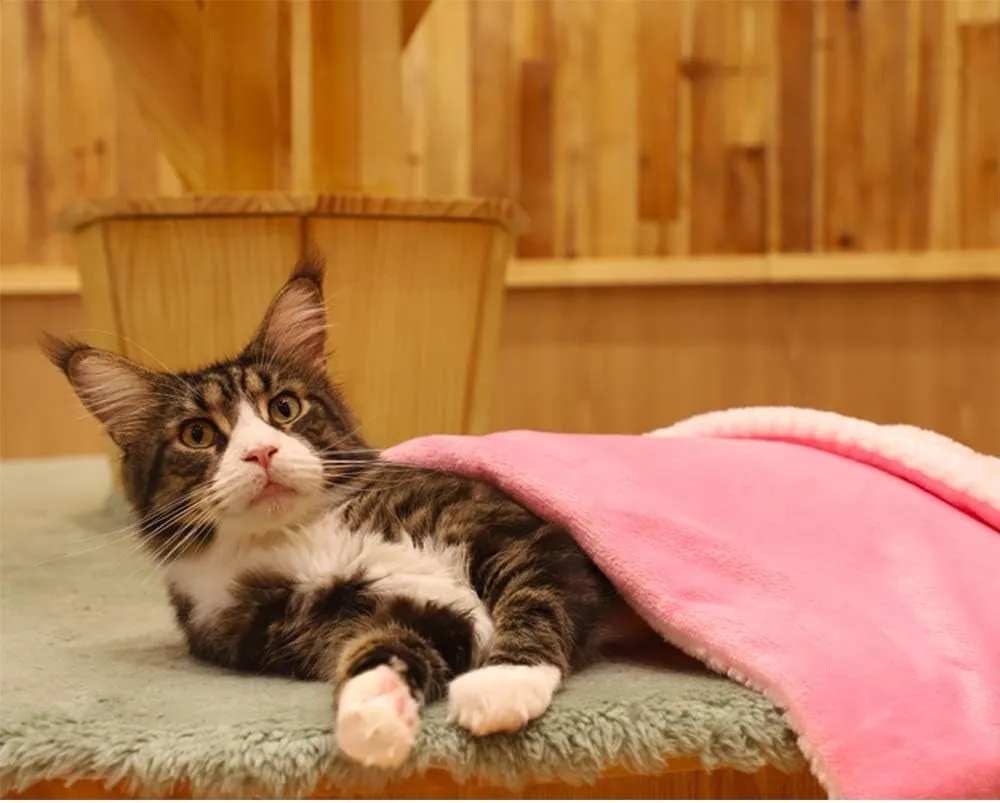 Soft & Warm Pet Throw Blanket