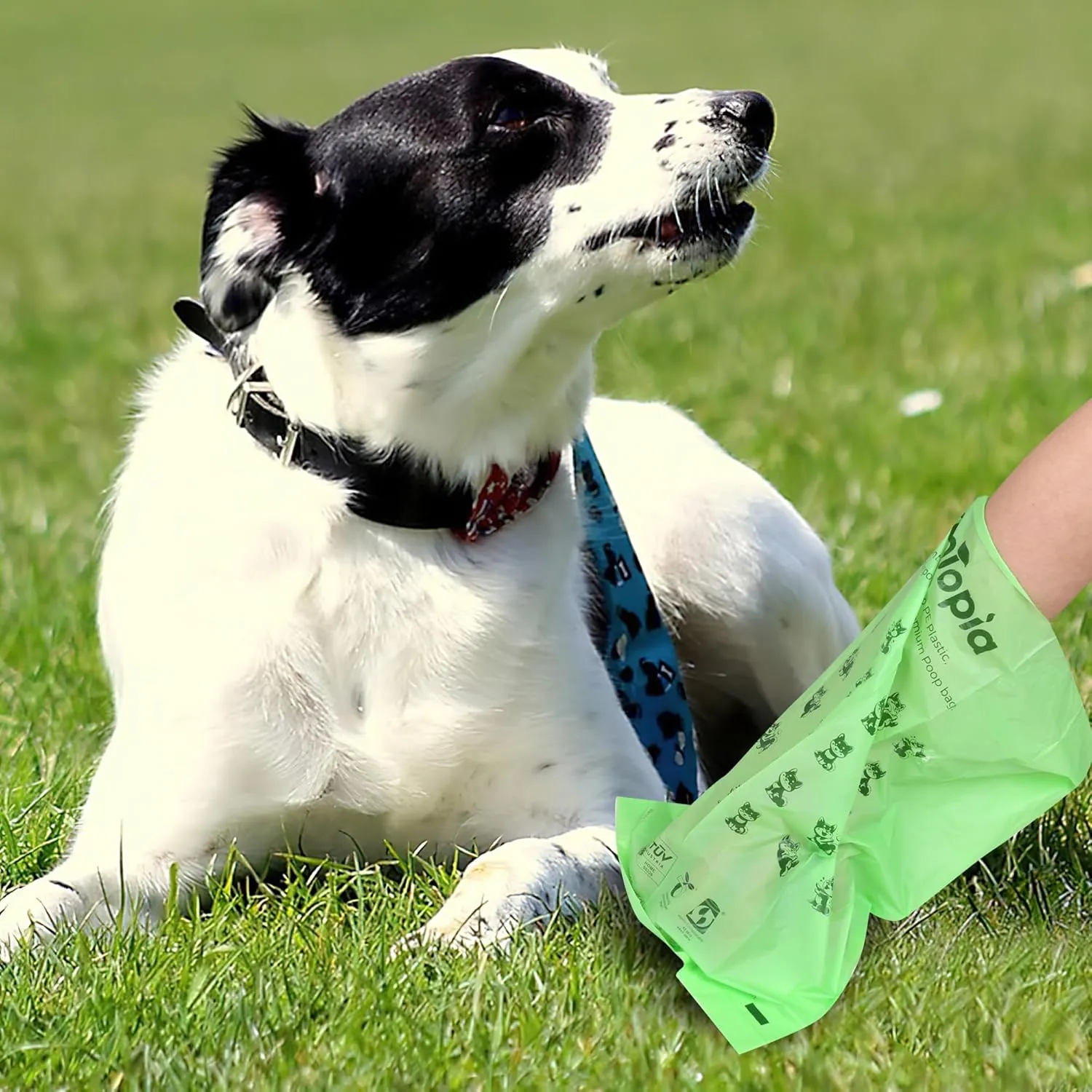 Tear-Free Biodegradable Poop Bags for Dogs,240 Compostable Dog Waste Bags Rolls,Eco-Friendly,Extra Thick,Leakproof,Unscented,Plant-based,ASTM D6400 & EN 13432 Compliant,Dark Green